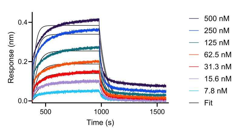 BLI analysis of the interaction between varying concentrations of anti-IL-34 VHH and immobilised, biotinylated HumanKine IL-34 (HZ-1316). Fit indicates fitting of data to a 1:1 binding model.