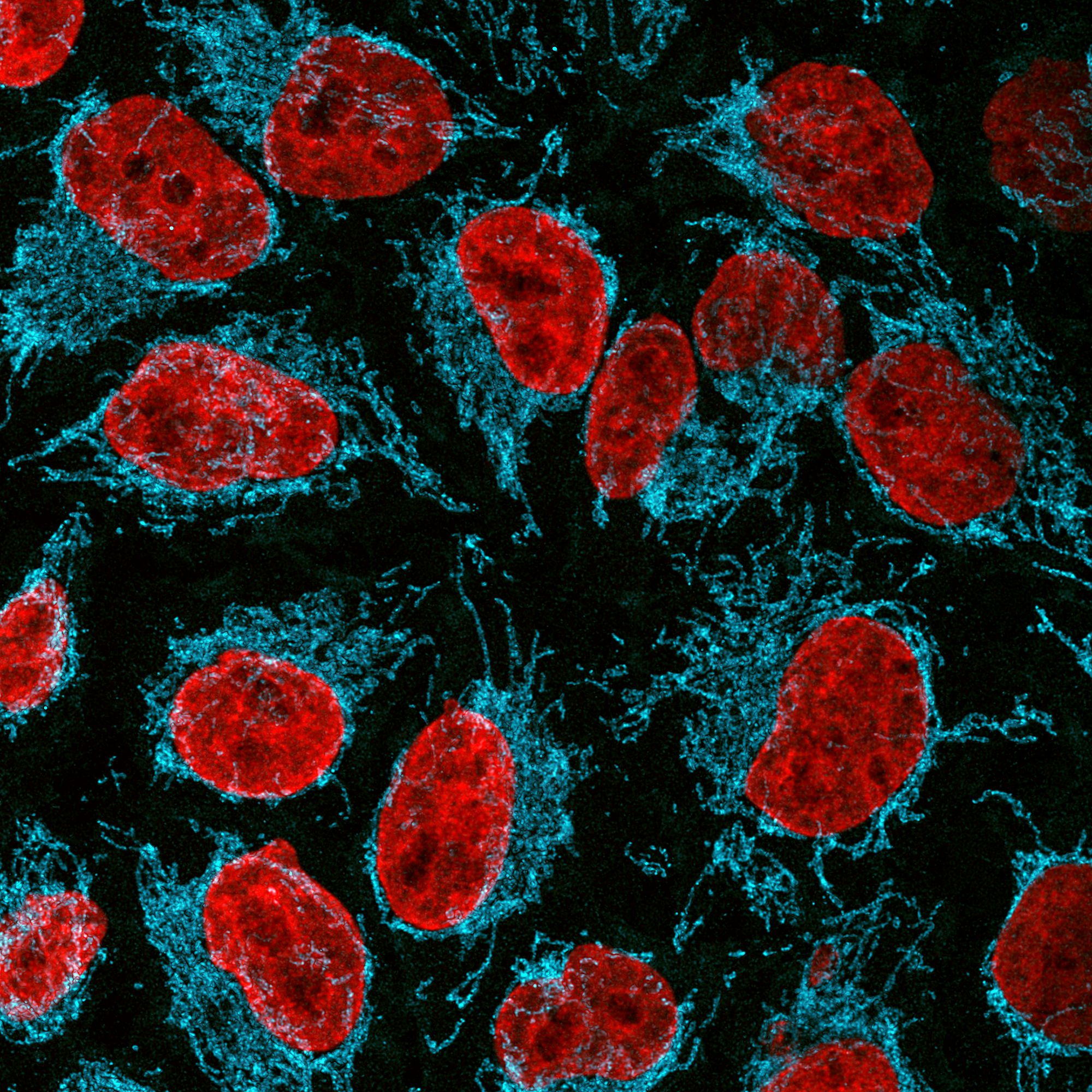 Immunofluorescence of HeLa: PFA-fixed HeLa cells were stained with anti-TOM70 (14528-1-AP) labeled with FlexAble CoraLite® Plus 405 Kit (KFA006, cyan). Cell nuclei are in red. Confocal images were acquired with a 100x oil objective and post-processed. Images were recorded at the Core Facility Bioimaging at the Biomedical Center, LMU Munich.