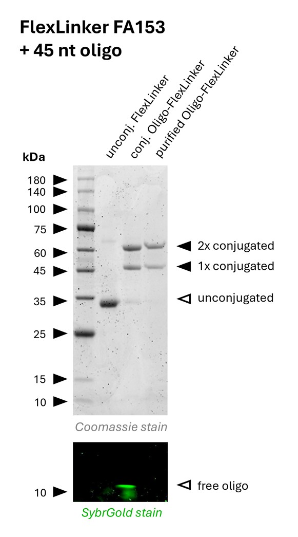 Oligo-Ready FlexLinker for mouse IgG1 carrying 2 azide groups (FA153) was conjugated with a 45 nt long DBCO functionalized oligonucleotide to generate Oligo-FlexLinkers. 
Lane 1 shows unconjugated FlexLinker. 
Lane 2 shows successfully conjugated FlexLinker, the SybrGold stain shows excess oligo in this fraction. 
Lane 3 shows the purified Oligo-FlexLinker after removal of excess DNA. Absence of free oligo indicates a clean Oligo-FlexLinker, that is ready for antibody labeling.