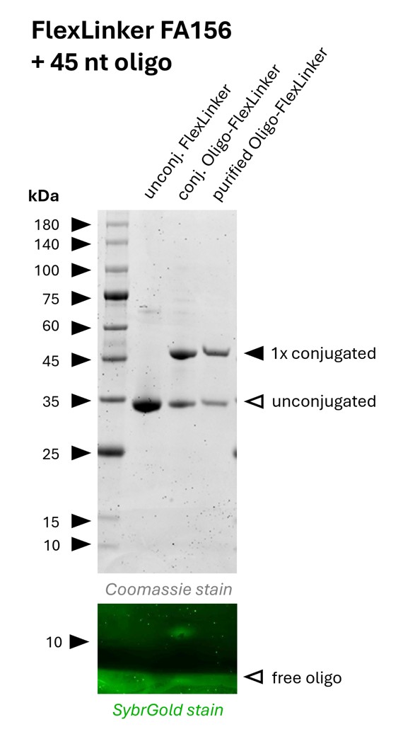 Oligo-Ready FlexLinker for mouse IgG2b carrying 1 azide group (FA156) was conjugated with a 45 nt long DBCO functionalized oligonucleotide to generate Oligo-FlexLinkers. 
Lane 1 shows unconjugated FlexLinker. 
Lane 2 shows successfully conjugated FlexLinker, the SybrGold stain shows excess oligo in this fraction. 
Lane 3 shows the purified Oligo-FlexLinker after removal of excess DNA. Absence of free oligo indicates a clean Oligo-FlexLinker, that is ready for antibody labeling.