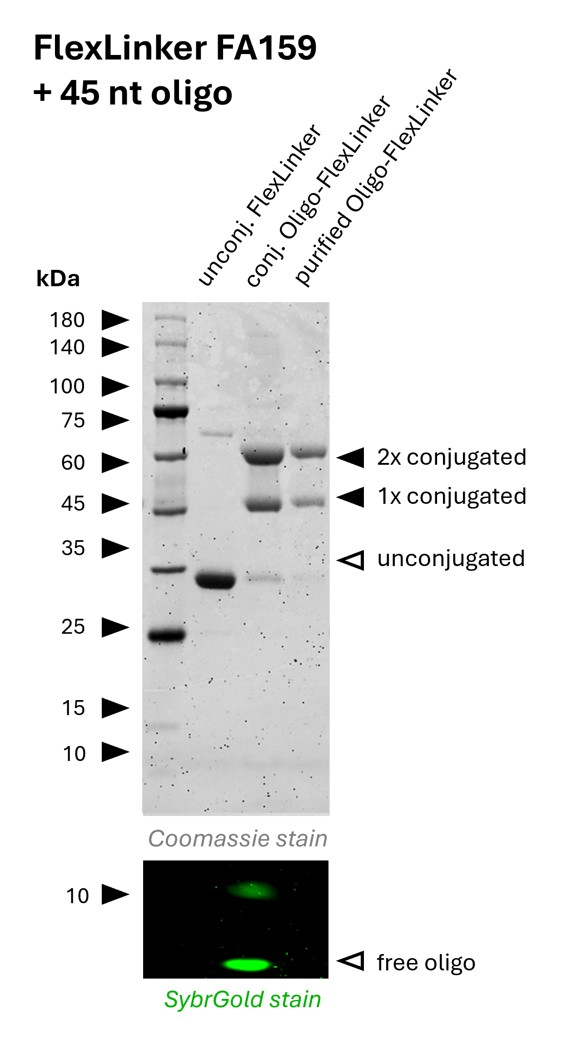Oligo-Ready FlexLinker for human IgG carrying 2 azide groups (FA159) was conjugated with a 45 nt long DBCO functionalized oligonucleotide to generate Oligo-FlexLinkers. 
Lane 1 shows unconjugated FlexLinker. 
Lane 2 shows successfully conjugated FlexLinker, the SybrGold stain shows excess oligo in this fraction. 
Lane 3 shows the purified Oligo-FlexLinker after removal of excess DNA. Absence of free oligo indicates a clean Oligo-FlexLinker, that is ready for antibody labeling.