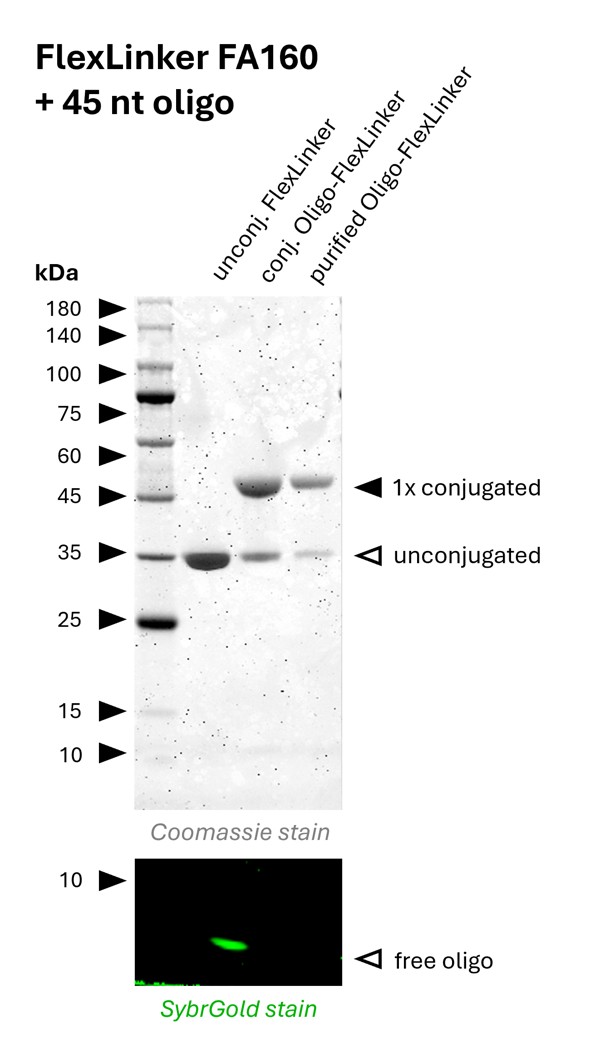 Oligo-Ready FlexLinker for rat kappa light chain carrying 1 azide group (FA160) was conjugated with a 45 nt long DBCO functionalized oligonucleotide to generate Oligo-FlexLinkers. 
Lane 1 shows unconjugated FlexLinker. 
Lane 2 shows successfully conjugated FlexLinker, the SybrGold stain shows excess oligo in this fraction. 
Lane 3 shows the purified Oligo-FlexLinker after removal of excess DNA. Absence of free oligo indicates a clean Oligo-FlexLinker, that is ready for antibody labeling.