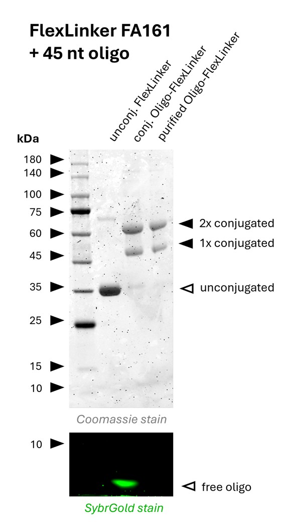 Oligo-Ready FlexLinker for rat kappa light chain carrying 2 azide groups (FA161) was conjugated with a 45 nt long DBCO functionalized oligonucleotide to generate Oligo-FlexLinkers. 
Lane 1 shows unconjugated FlexLinker. 
Lane 2 shows successfully conjugated FlexLinker, the SybrGold stain shows excess oligo in this fraction. 
Lane 3 shows the purified Oligo-FlexLinker after removal of excess DNA. Absence of free oligo indicates a clean Oligo-FlexLinker, that is ready for antibody labeling.
