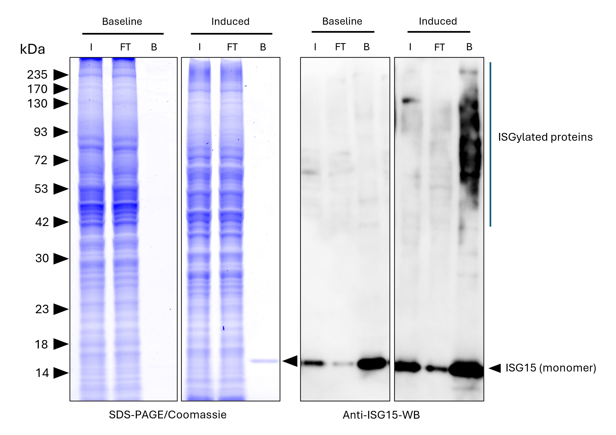 ISG15-Trap agarose (MG-3001A) was used to immunoprecipitate endogenous ISG15 and ISGylated proteins from untreated human HEPG2 cells (baseline) and interferon-β treated HepG2 cells (induced). Lysis was achieved with RIPA Buffer. For each IP, samples of the input lysate (I), non-bound flow-through (FT), and bound (B) fractions were analyzed via Coomassie stained SDS-PAGE & Western blot. Anti-ISG15 polyclonal antibody (15981-1-AP) and Multi-rAb® HRP-Goat Anti-Rabbit Recombinant Secondary Antibody (H+L) (RGAR001) were used in the Western blot analysis. The Trap shows efficient IP of endogenous ISG15 and ISGylated proteins with low background.