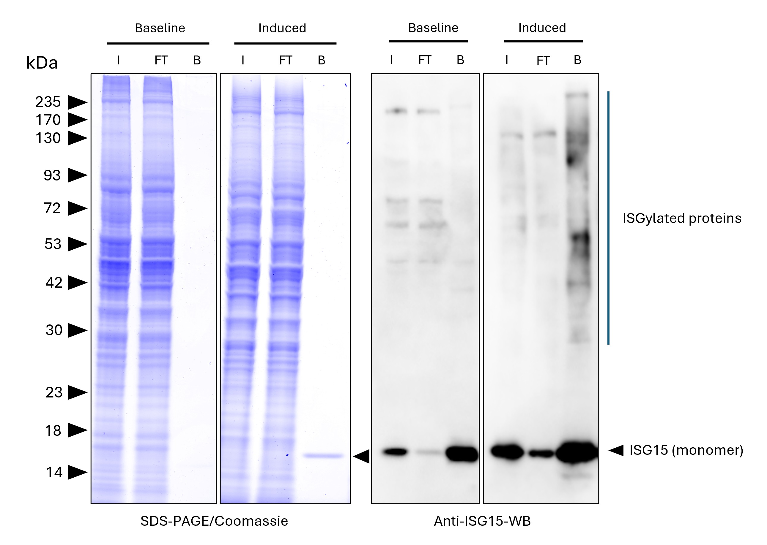 ISG15-Trap agarose (MG-3001A) was used to immunoprecipitate endogenous ISG15 and ISGylated proteins from untreated human HEPG2 cells (baseline) and interferon-β treated HepG2 cells (induced). Lysis was achieved with standard Lysis buffer. For each IP, samples of the input lysate (I), non-bound flow-through (FT), and bound (B) fractions were analyzed via Coomassie stained SDS-PAGE & Western blot. Anti-ISG15 polyclonal antibody (15981-1-AP) and Multi-rAb® HRP-Goat Anti-Rabbit Recombinant Secondary Antibody (H+L) (RGAR001) were used in the Western blot analysis. The Trap shows efficient IP of endogenous ISG15 and ISGylated proteins with low background.