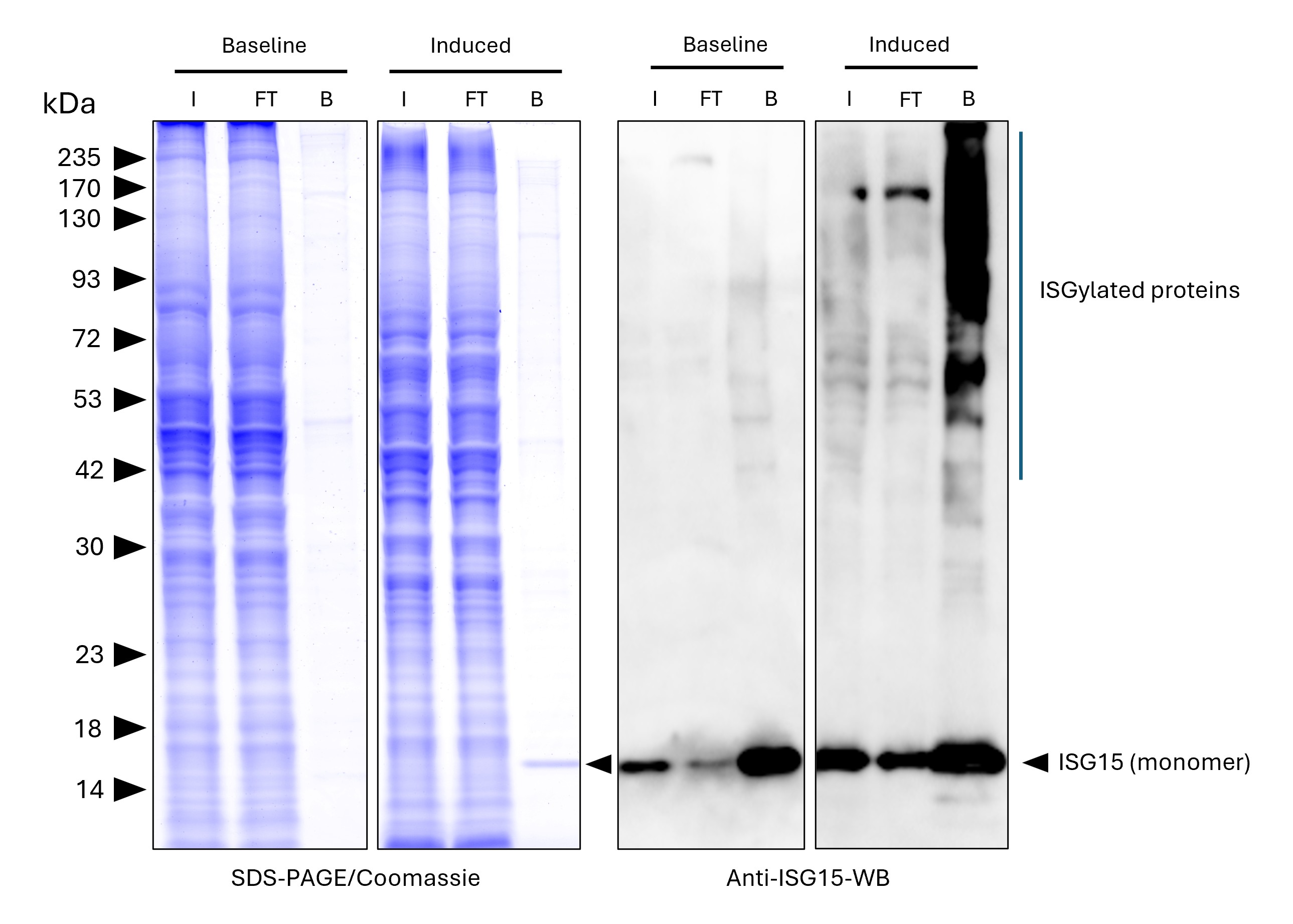 ISG15-Trap magnetic agarose (MG-3001MA) was used to immunoprecipitate endogenous ISG15 and ISGylated proteins from untreated human HEPG2 cells (baseline) and interferon-β treated HepG2 cells (induced). Lysis was achieved with RIPA buffer. For each IP, samples of the input lysate (I), non-bound flow-through (FT), and bound (B) fractions were analyzed via Coomassie stained SDS-PAGE & Western blot. Anti-ISG15 polyclonal antibody (15981-1-AP) Multi-rAb® HRP-Goat Anti-Rabbit Recombinant Secondary Antibody (H+L) (RGAR001) were used in the Western blot analysis. The Trap shows efficient IP of endogenous ISG15 and ISGylated proteins with low background.