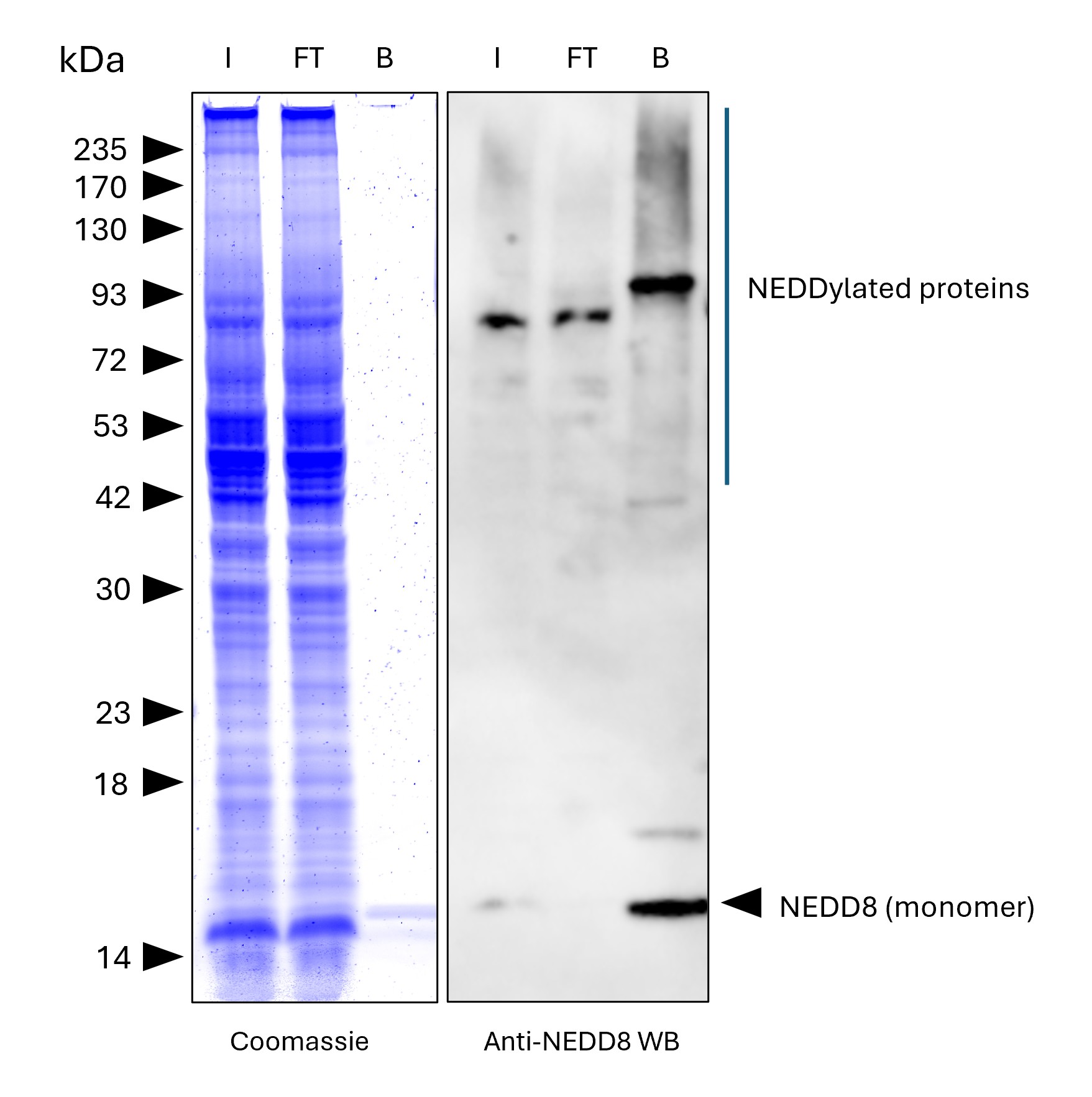 NEDD8-Trap Agarose (MG-3002A) was used to immunoprecipitate endogenous NEDD8 and NEDDylated proteins from human HEPG2 cells. Lysis was achieved with RIPA buffer. For each IP, samples of the input lysate (I), non-bound flow-through (FT), and bound (B) fractions were analyzed via Coomassie stained SDS-PAGE & Western blot. Anti-NEDD8 polyclonal antibody (16777-1-AP) and Multi-rAb® HRP-Goat Anti-Rabbit Recombinant Secondary Antibody (H+L) (RGAR001) were used in the Western blot analysis. The Trap shows efficient IP of endogenous NEDD8 and NEDDylated proteins with low background.