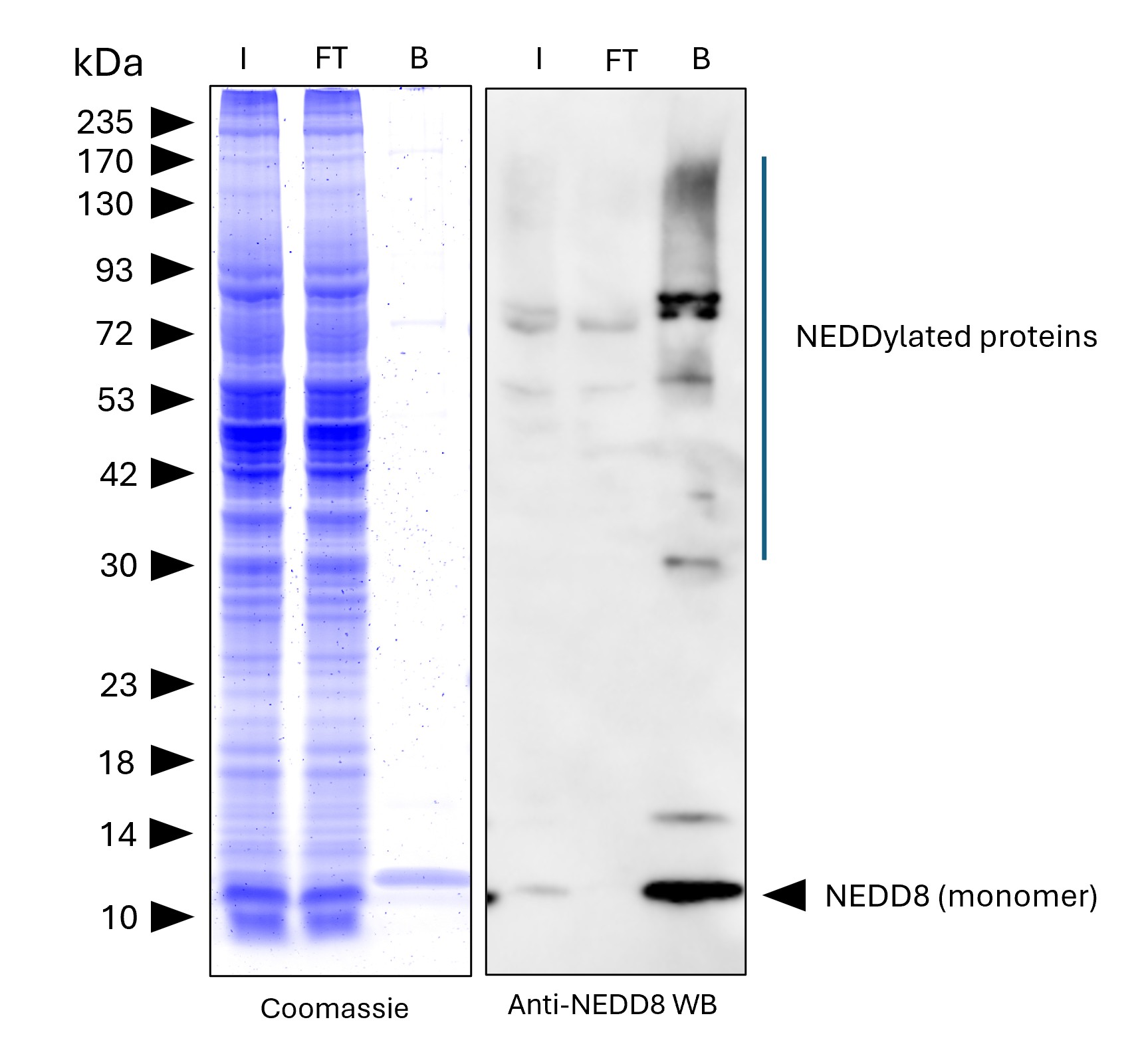 NEDD8-Trap Agarose (MG-3002A) was used to immunoprecipitate endogenous NEDD8 and NEDDylated proteins from human HEPG2 cells. Lysis was achieved with standard Lysis buffer. For each IP, samples of the input lysate (I), non-bound flow-through (FT), and bound (B) fractions were analyzed via Coomassie stained SDS-PAGE & Western blot. Anti-NEDD8 polyclonal antibody (16777-1-AP) and Multi-rAb® HRP-Goat Anti-Rabbit Recombinant Secondary Antibody (H+L) (RGAR001) were used in the Western blot analysis. The Trap shows efficient IP of endogenous NEDD8 and NEDDylated proteins with low background.