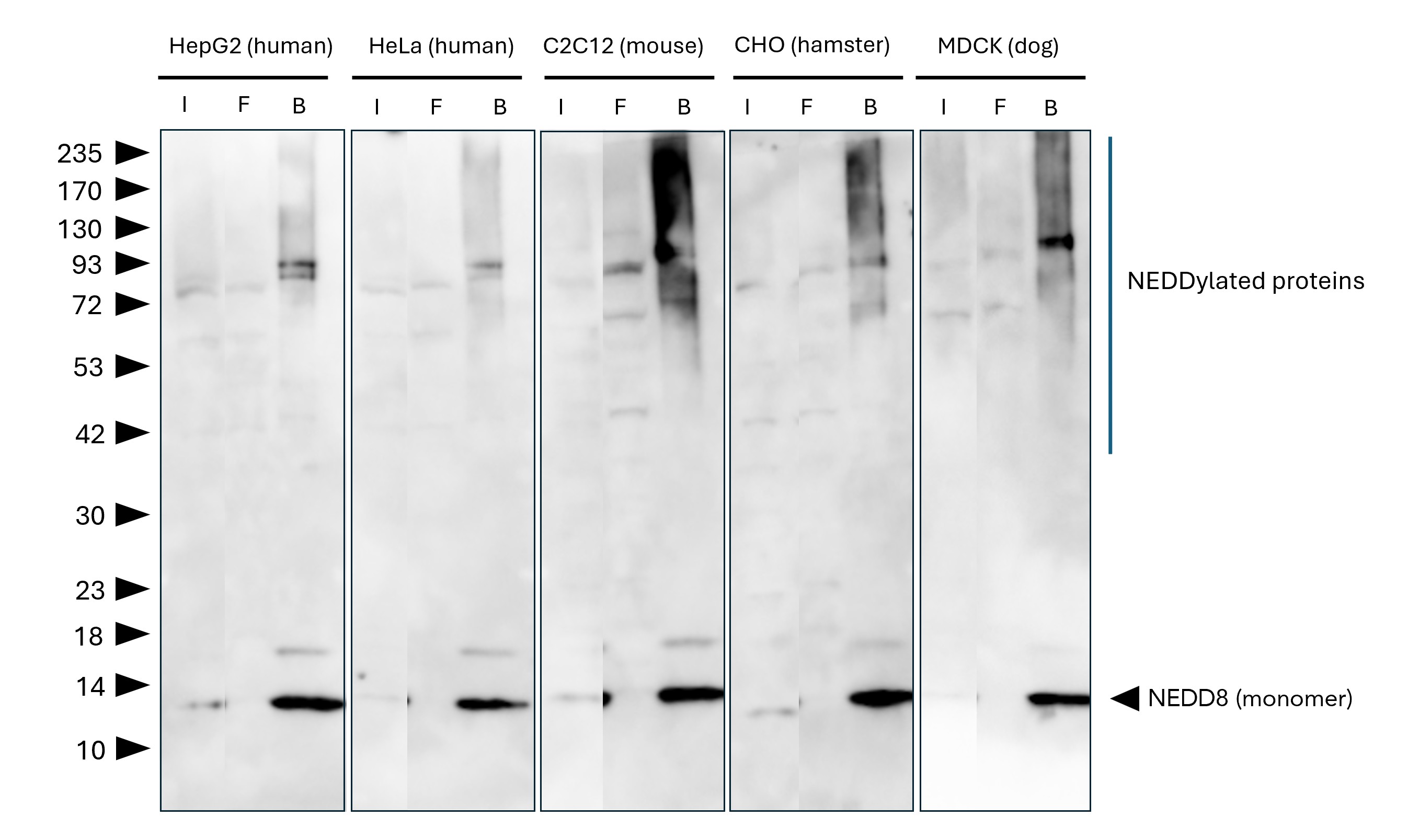 NEDD8-Trap Magnetic Agarose (MG-3002MA) was used to immunoprecipitate endogenous NEDD8 and NEDDylated proteins from different species / cell lines. Lysis was achieved with standard Lysis buffer. For each IP, samples of the input lysate (I), non-bound flow-through (FT), and bound (B) fractions were analyzed via  Western blot. Anti-NEDD8 polyclonal antibody (16777-1-AP) and Multi-rAb® HRP-Goat Anti-Rabbit Recombinant Secondary Antibody (H+L) (RGAR001) were used in the Western blot analysis. The Trap shows efficient IP of endogenous NEDD8 and NEDDylated proteins with low background.
