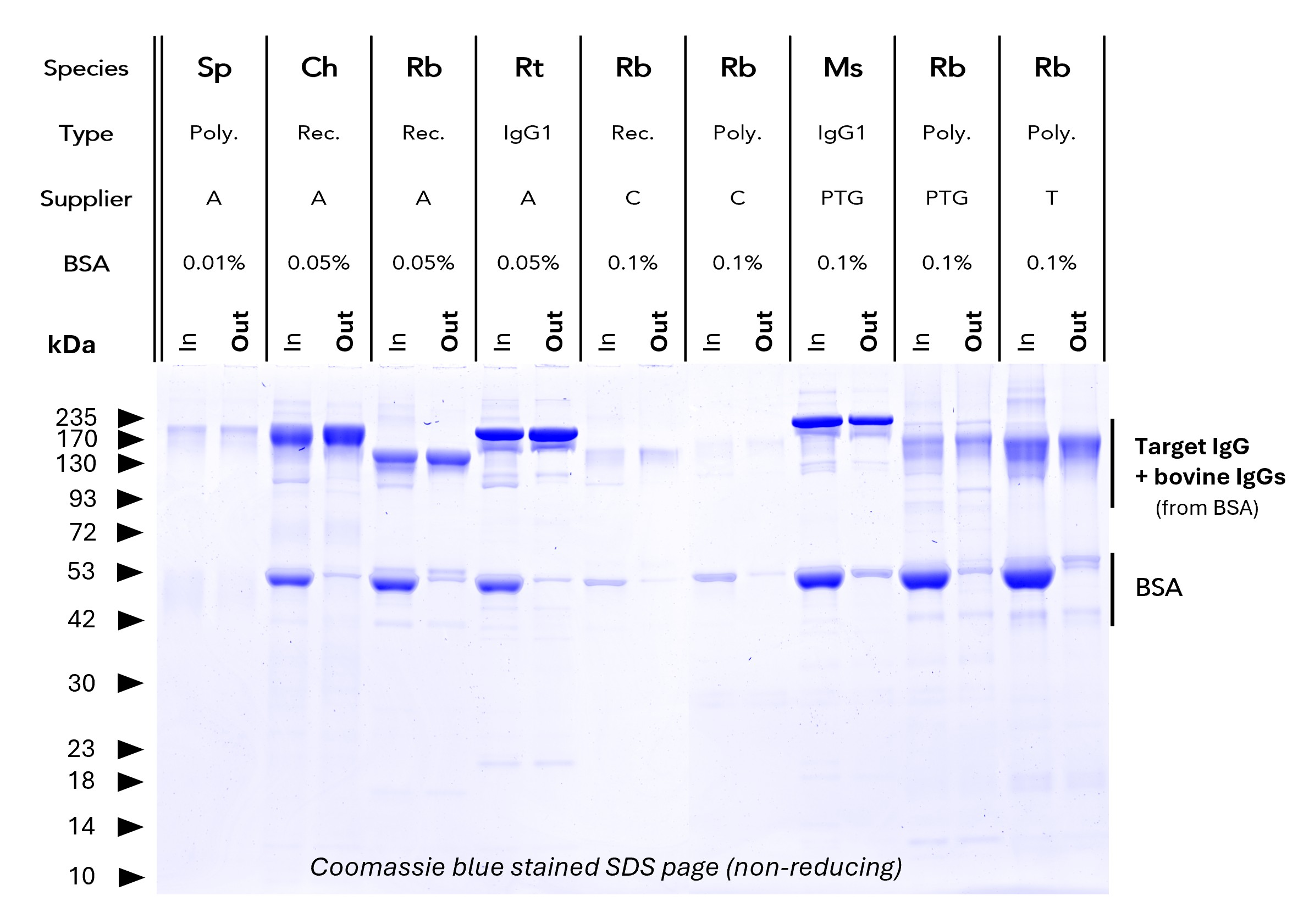 <b>BSA depletion from various antibodies.</b> Proteintech BSA Depletion Agarose was validated with antibodies from various suppliers and with varying BSA content (from 0 – 0.1%). IgGs run at ~150 kDa (non-reducing SDS PAGE), BSA runs at ~50 kDa. Comparing the Input (In) vs. output (Out) lanes consistently shows successful removal of BSA with minimal residual BSA in the output fraction. Poly = Polyclonal, Ms = Mouse, Rb = Rabbit, Ch, Sp = Sheep, Ch = Chicken, Rt = Rat