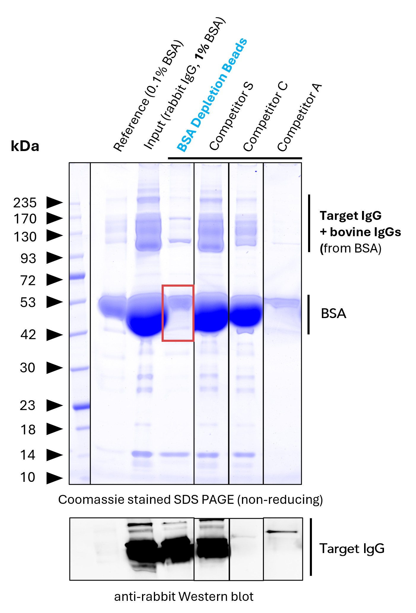 <b>BSA depletion benchmarking.</b> <br>Proteintech BSA Depletion Beads (Lane 4) were evaluated for BSA depletion efficiency and compared with competitor products. The BSA reference (Lane 2) contains 0.1% BSA and is contaminated with bovine IgG (which is normal). The input antibody contains 1% BSA (lane 3). Proteintech BSA Depletion Beads removes approximately 90% of the BSA. In contrast, competitor products leave high residual BSA levels, thus also failing to remove bovine IgG that interferes with accurate quantification of the target IgG (Lanes 5 and 6). Other competitor products also exhibit reduced recovery of the target IgG (Lane 7), most evident from the Western blot result. Western blot analysis using an anti-rabbit IgG antibody confirms efficient recovery of the target IgG following Proteintech BSA Depletion Beads treatment, with no evident loss of the target IgG (here: rabbit IgG).