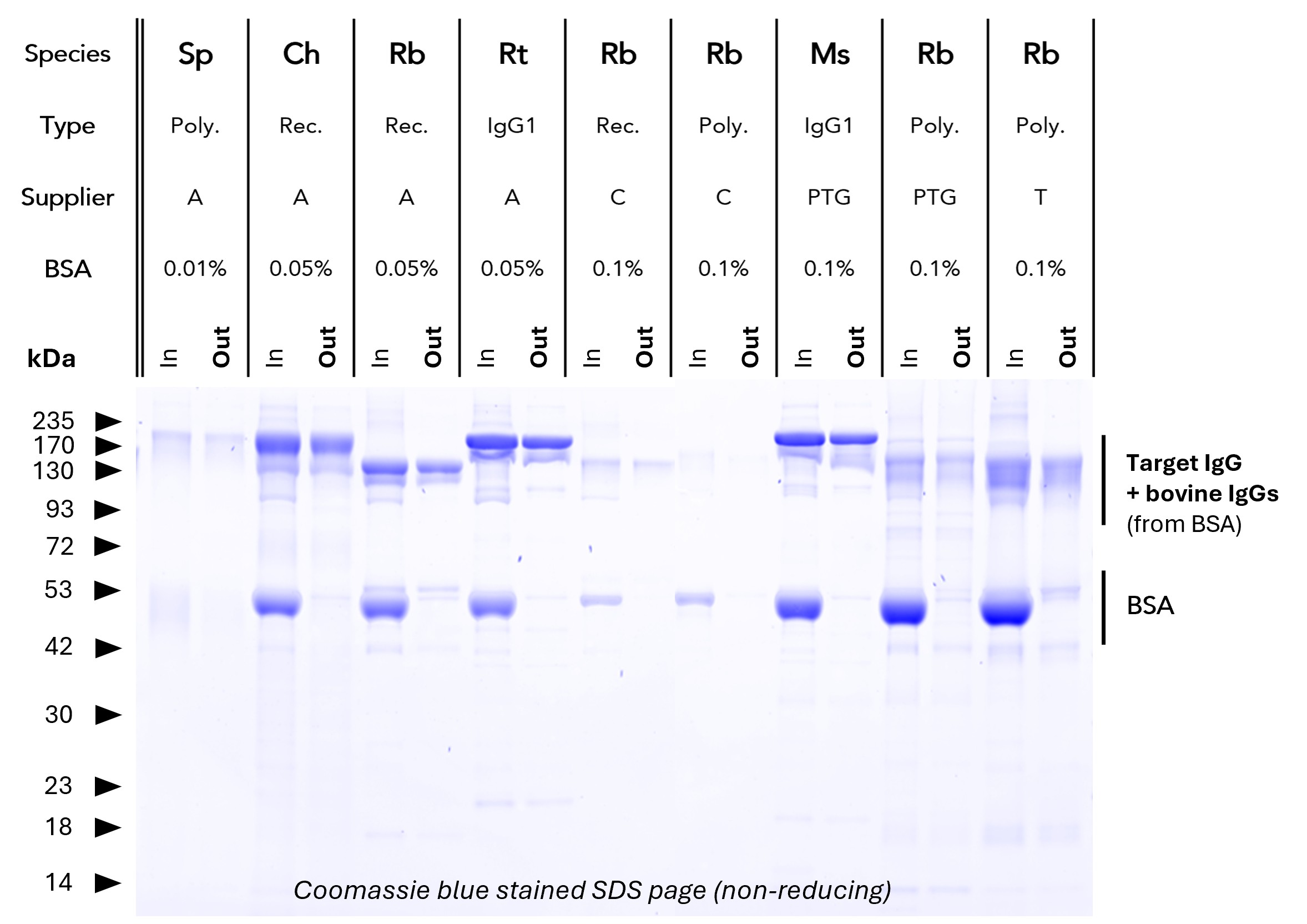 <b>BSA depletion from various antibodies.</b> Proteintech BSA Depletion Magnetic Agarose was validated with antibodies from various suppliers and with varying BSA content (from 0 – 0.1%). IgGs run at ~150 kDa (non-reducing SDS PAGE), BSA runs at ~50 kDa. Comparing the Input (In) vs. output (Out) lanes consistently shows successful removal of BSA with minimal residual BSA in the output fraction. Poly = Polyclonal, Ms = Mouse, Rb = Rabbit, Ch, Sp = Sheep, Ch = Chicken, Rt = Rat