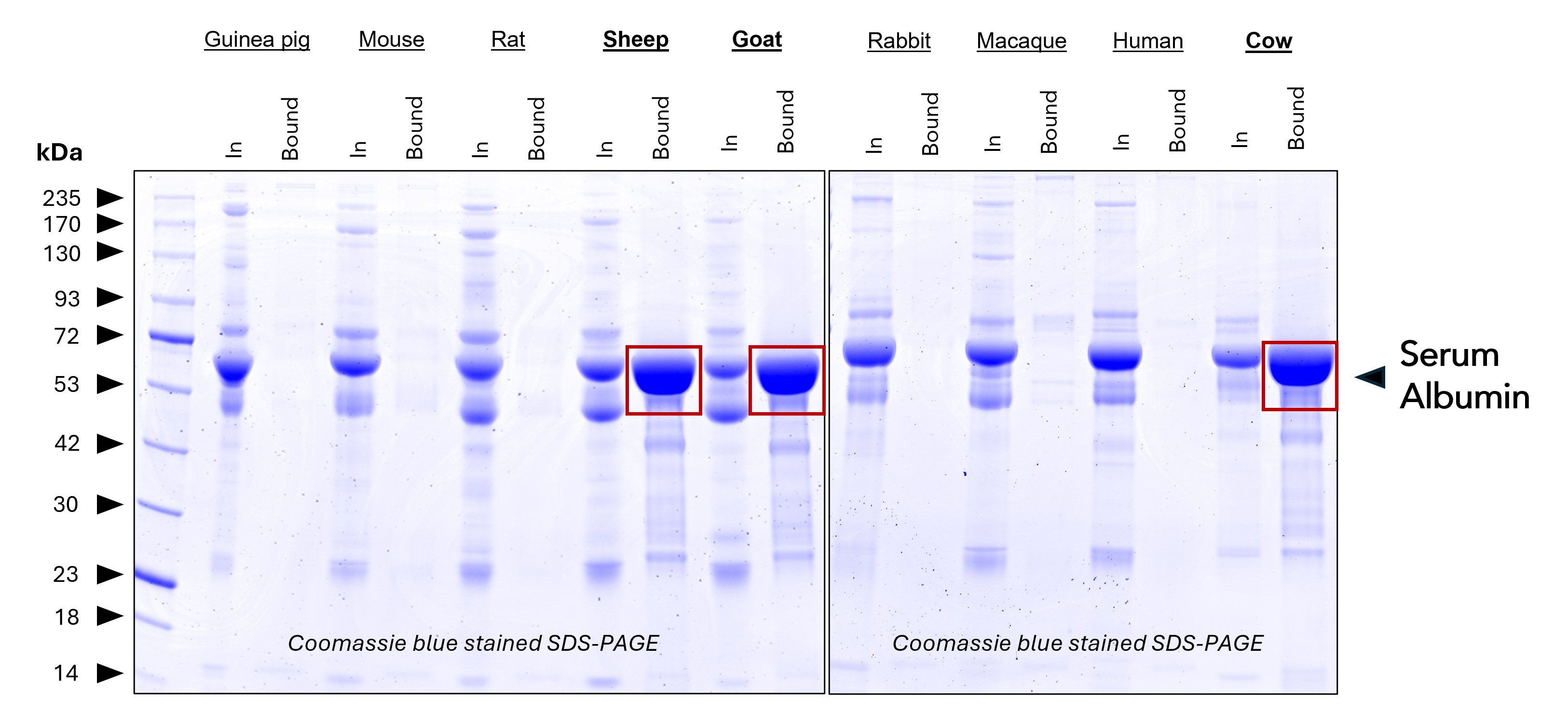 Immunoprecipitation of serum albumin from different species using BSA Depletion Agarose. BSA Depletion beads were used to test for cross reactivity to albumnin from other species. As expected, strong cross-reactivity to albumin from closely related species (<b>bovid family: sheep, goat</b>) can be observed. Other serum albumin species do not bind to the beads (e.g., <b>HSA</b> from humans).