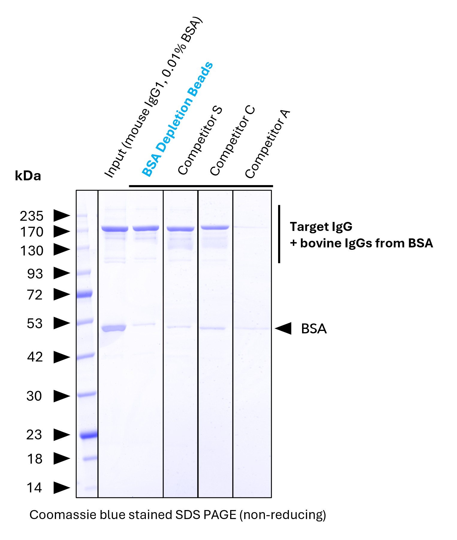 <b>BSA depletion benchmarking.</b> <br>Proteintech BSA Depletion Agarose (Lane 4) was evaluated for BSA depletion efficiency and compared with competitor products. The BSA reference (Lane 2) contains 0.1% BSA and is contaminated with bovine IgG (which is normal). The starting antibody contains 0.01% BSA. Proteintech BSA Depletion Beads remove approximately 95% of the BSA. In contrast, competitor products partly leave higher residual BSA levels. Other competitor products also exhibit reduced recovery of the target IgG (Lane 7).