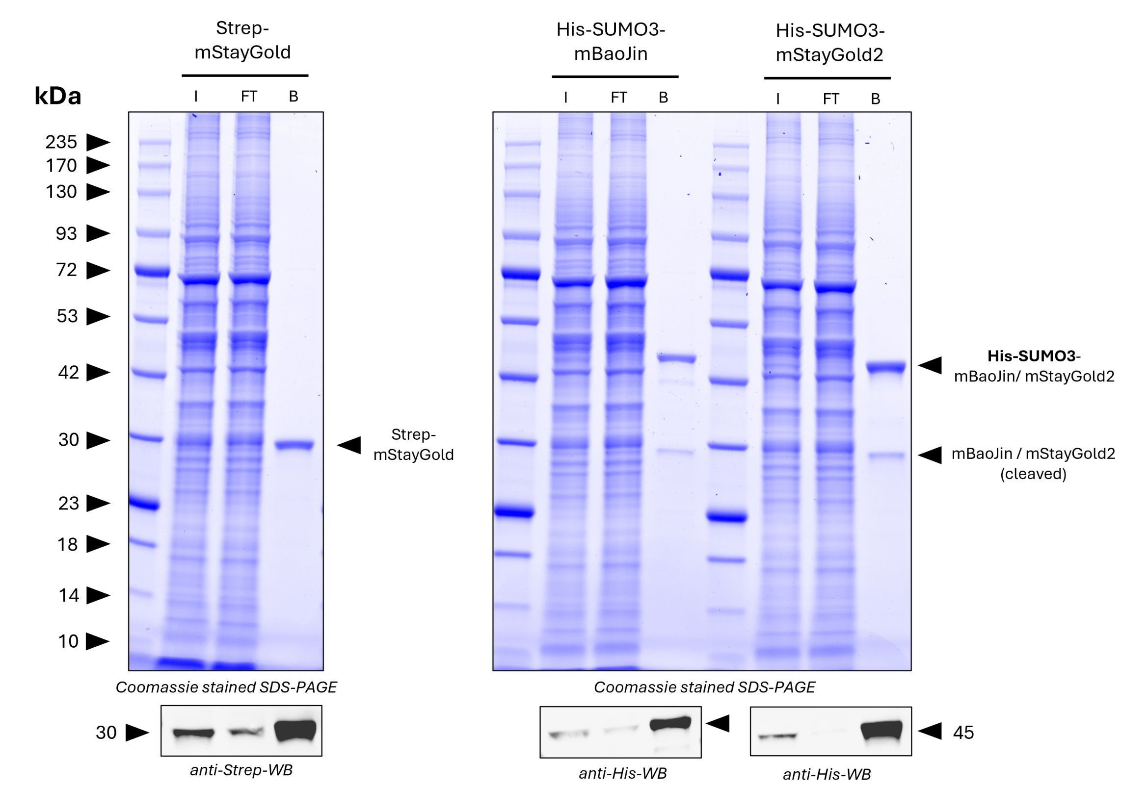 <b>Pulldown of spiked Strep-mStayGold, His-SUMO3-mStayGold2, and His-SUMO3-mBaoJin from HZ293S cell lysate by MG-3233A.</b>
<br>5 µg of each antigen was spiked into lysate derived from 1.2*10^7 cells. For Coomassie and Western Blot analysis 1% of input (IN), 1% of flowthrough (F), and 20% of bound (B) fraction was loaded. His-SUMO3-mStayGold2 and His-SUMO3-mBaoJin were partially cleaved by intrinsic SUMO-proteases and cleaved mStayGold2 or mBaoJin is present in the bound fraction. Western Blots verify pulldown of Strep-mStayGold, His-SUMO3-mStayGold2 and His-SUMO3-mBaoJin. <b>Pulldown of spiked Strep-mStayGold, His-SUMO3-mStayGold2, and His-SUMO3-mBaoJin from HZ293S cell lysate by MG-3233A.</b>
<br>5 µg of each antigen was spiked into lysate derived from 1.2*10^7 cells. For Coomassie and Western Blot analysis 1% of input (IN), 1% of flowthrough (F), and 20% of bound (B) fraction was loaded. His-SUMO3-mStayGold2 and His-SUMO3-mBaoJin were partially cleaved by intrinsic SUMO-proteases and cleaved mStayGold2 or mBaoJin is present in the bound fraction. Western Blots verify pulldown of Strep-mStayGold, His-SUMO3-mStayGold2 and His-SUMO3-mBaoJin.