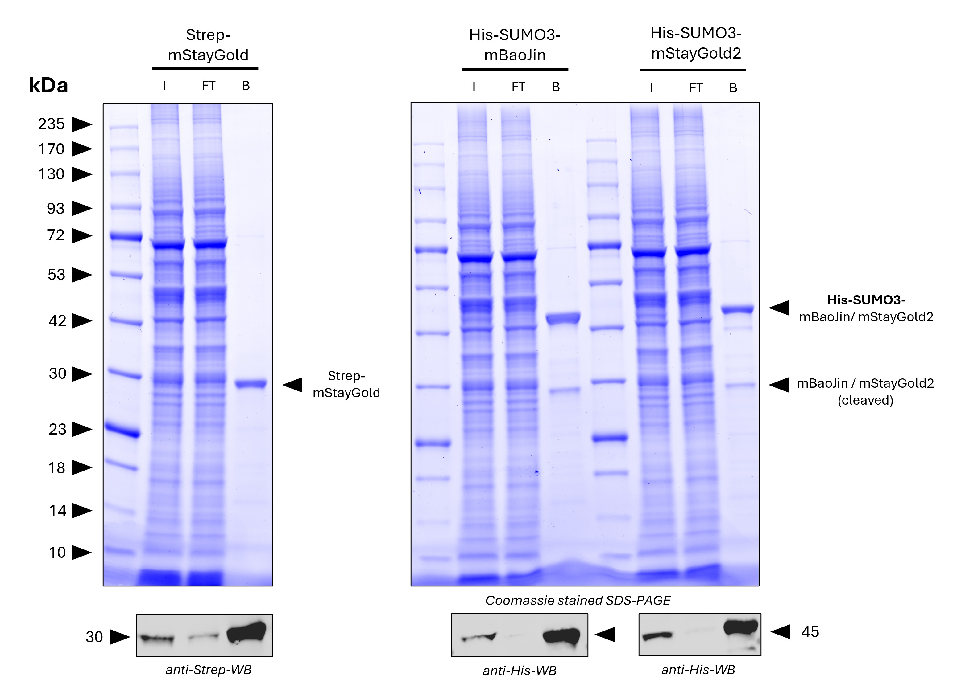 <b>Pulldown of spiked Strep-mStayGold, His-SUMO3-mBaoJin, and His-SUMO3-mStayGold2 from HZ293S cell lysate by MG-3233MA.</b>
<br>5 µg of each antigen was spiked into lysate derived from 1.2*10^7 cells. For Coomassie and Western Blot analysis 1% of input (IN), 1% of flowthrough (F), and 20% of bound (B) fraction was loaded. His-SUMO3-mBaoJin and His-SUMO3-mStayGold2 were partially cleaved by intrinsic SUMO-proteases and cleaved mBaoJin or mStayGold2 is present in the bound fraction. Western Blots verify pulldown of Strep-mStayGold, His-SUMO3-mBaoJin and His-SUMO3-mStayGold2. <b>Pulldown of spiked Strep-mStayGold, His-SUMO3-mBaoJin, and His-SUMO3-mStayGold2 from HZ293S cell lysate by MG-3233MA.</b>
<br>5 µg of each antigen was spiked into lysate derived from 1.2*10^7 cells. For Coomassie and Western Blot analysis 1% of input (IN), 1% of flowthrough (F), and 20% of bound (B) fraction was loaded. His-SUMO3-mBaoJin and His-SUMO3-mStayGold2 were partially cleaved by intrinsic SUMO-proteases and cleaved mBaoJin or mStayGold2 is present in the bound fraction. Western Blots verify pulldown of Strep-mStayGold, His-SUMO3-mBaoJin and His-SUMO3-mStayGold2.