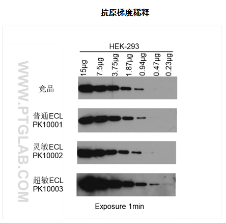 胶浓度：8-18%梯度胶<br> 抗原：HEK-293 whole cell lysate  上样量：见图片<br> 一抗：RUVBL1（10210-2-AP） 稀释度:1：8,000<br> 二抗：SA00001-2  稀释度:1：6,000<br> 曝光时间：1min