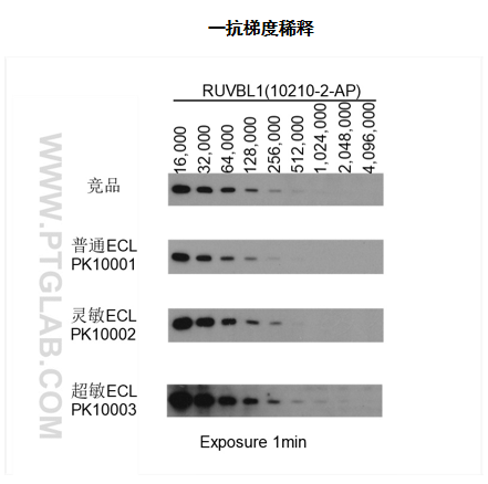 胶浓度：8-18%梯度胶<br> 抗原：HEK-293 whole cell lysate  上样量：30μg<br> 一抗：RUVBL1（10210-2-AP） 稀释度：见图片<br> 二抗：SA00001-2  稀释度：1：6,000<br> 曝光时间：1min