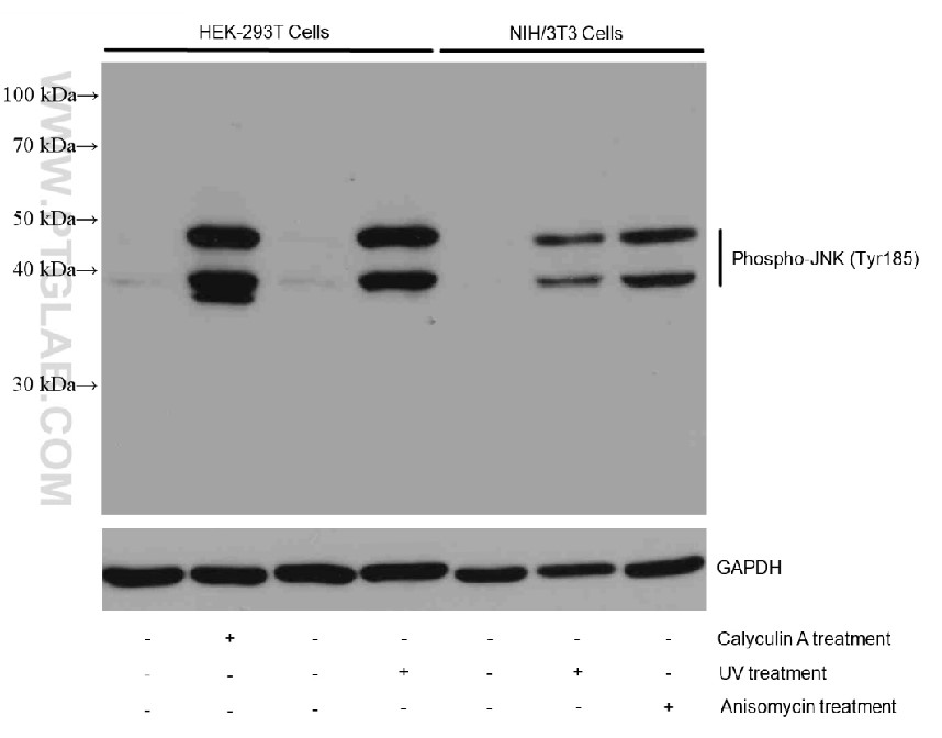 抗体：Phospho-JNK (Tyr185)；
货号：80024-1-RR；
上样量：30 μg；
稀释度：1:2000；
曝光时间：5 min。
