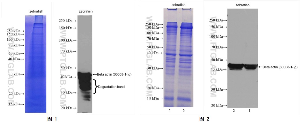 图1 RIPA制样。
上样量：30 ug；
胶浓度：8-18%；
抗体：Beta actin；
货号：60008-1-Ig ；
稀释度：1:10000；
曝光时间：1 min；
图2 使用易降解蛋白提取试剂盒（货号：PK10024)制样。
上样量：30 ug；
胶浓度：8-18%；
抗体：Beta actin；
货号：60008-1-Ig ； 
稀释度：1:10000；
曝光时间：1 min；
lane1: 易降解蛋白裂解BufferB制备；
lane2: 易降解蛋白裂解BufferA制备。
