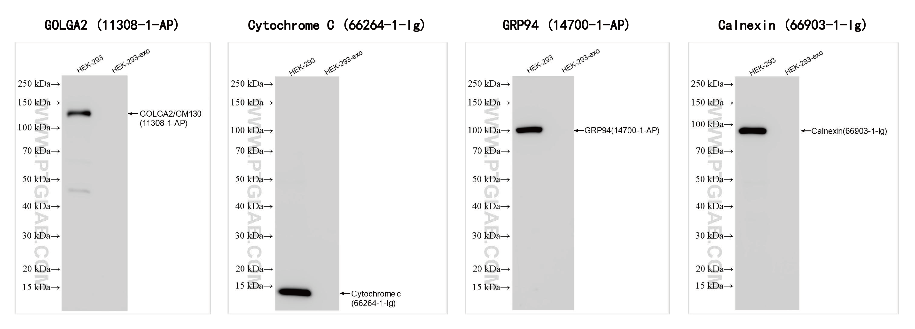 使用外泌体分离及蛋白提取试剂盒（细胞培养上清/尿液）（货号：PK10028）提取的HEK-293-derived exosomes (HEK-293-exo)外泌体阴性对照检测。
<br>抗体：
<br>GOLGA2/GM130 11308-1-AP  稀释度：1:10000;
<br>Cytochrome c  66264-1-Ig  稀释度：1: 5000;
<br>GRP94  114700-1-AP  稀释度：1: 10000;
<br>Calnexin  66903-1-Ig 稀释度：1:10000。