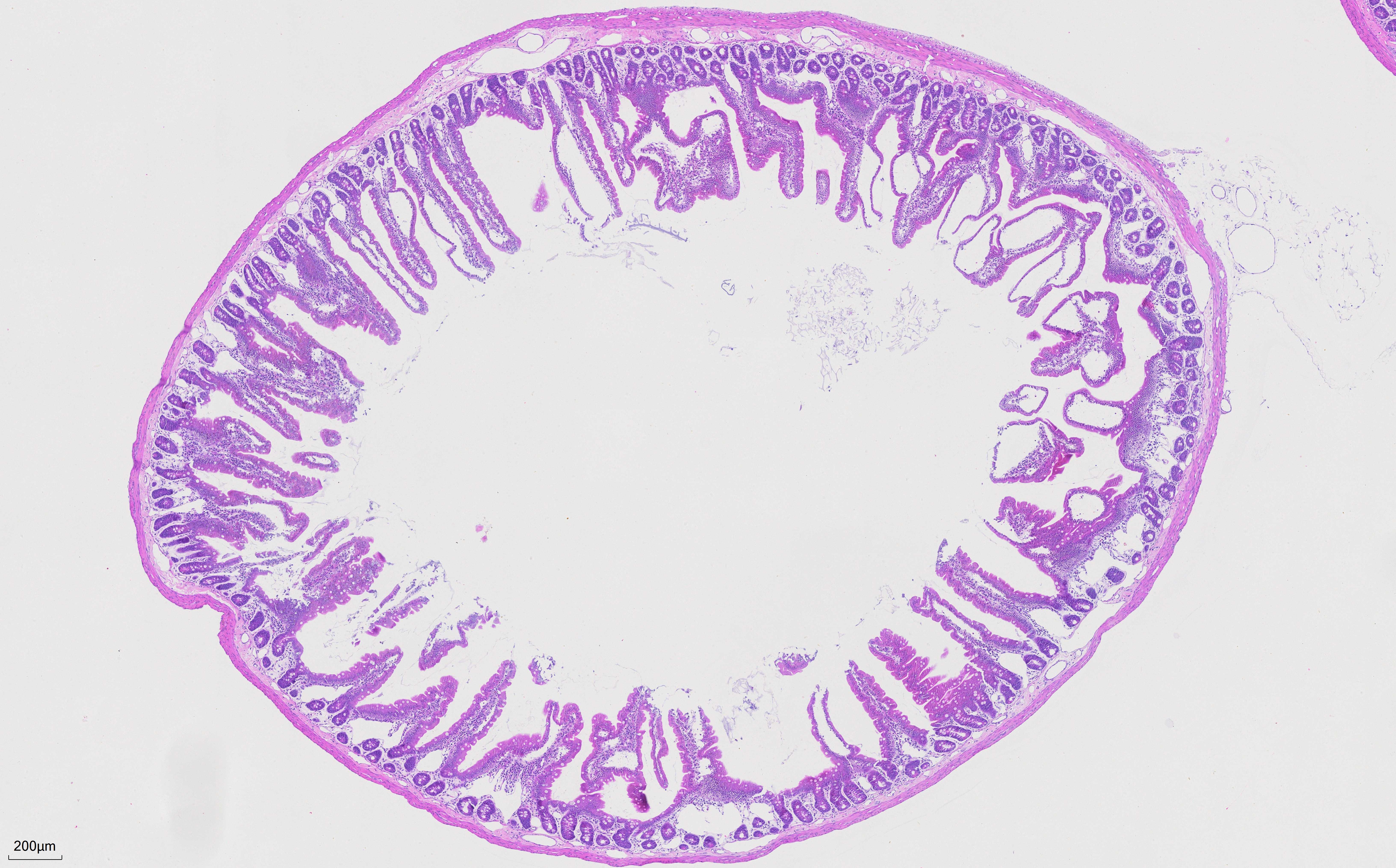 FFPE rat small intestine tissue was stained with PK10031 (H&E Staining Kit).