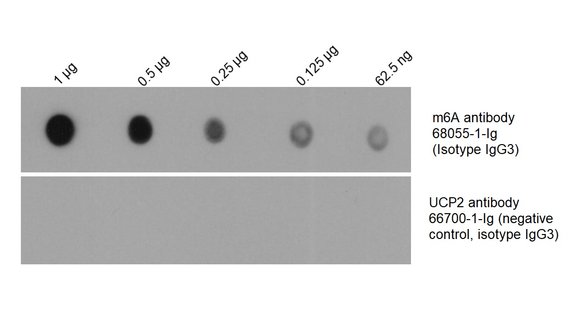 Total RNA was isolated from HEK-293 cell line and was dotted to NC membrane at different amount as indicated above the dots. The membrane was blocked with BSA and blotted with m6A antibody 68055-1-Ig at 1:2000 followed by incubation of HRP-goat anti-mouse secondary antibody. Signal was developed by ECL substrate. A parallel dot blot was performed using unrelated antibody with the same isotype (UCP2 antibody 66700-1-Ig) at the same dose.