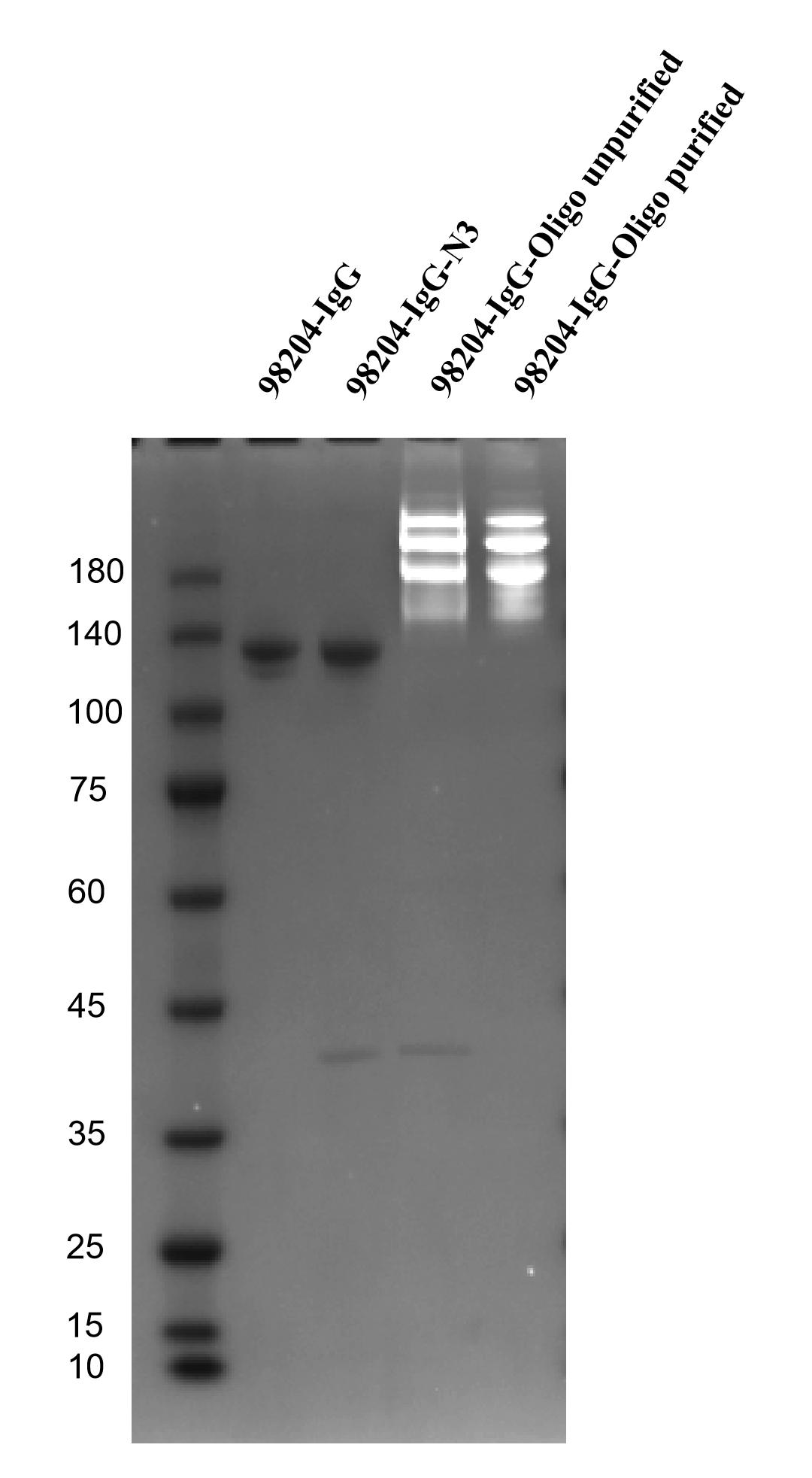 Analysis results of Oligo-Conjugated 98204-1-RR via SDS-
PAGE with DNA Staining.