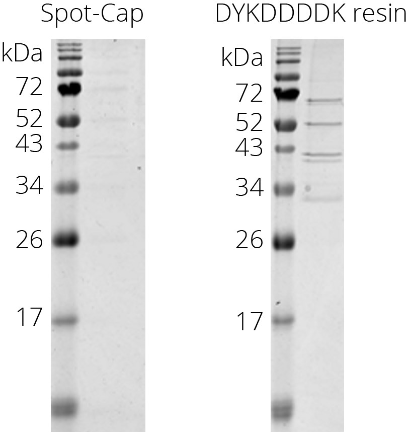 Spot-Cap has a higher selectivity than anti-DYKDDDDK resin. While Spot-Cap is optimized for minimal contamination of host cell proteins, the anti-DYKDDDDK resin binds significant amounts of mammalian proteins. Incubation of control HEK293T cell lysate expressing no tagged protein with Spot-Cap or anti-DYKDDDDK resin. Elution with 100 μM Spot-peptide or 0.1 g/L DYKDDDDK-peptide. Similar results were obtained for yeast, bacteria, and insect cell lysates (data not shown).