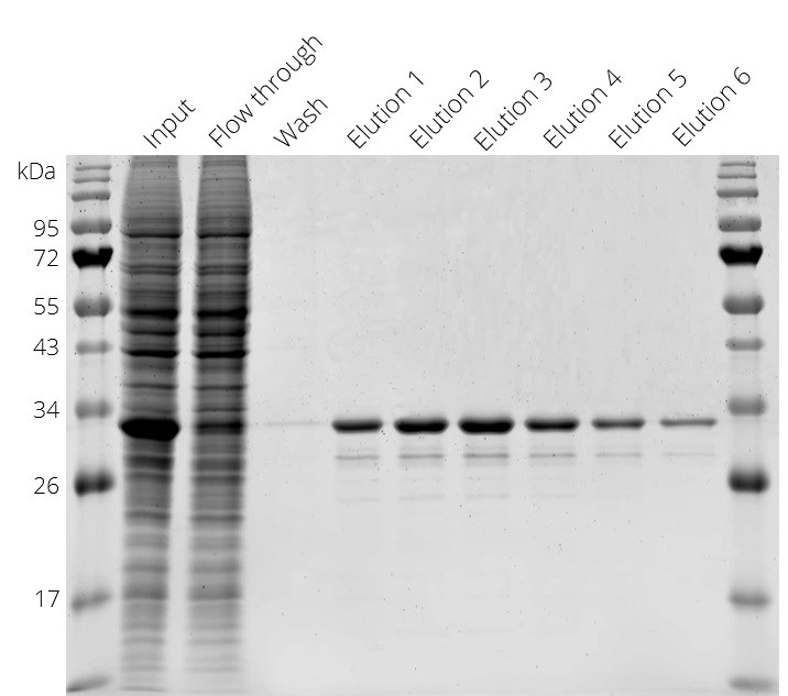 Purification of Spot-tagged GFP with Spot-Cap from HEK293T cell lysate in batch format. Elution: 6 fractions à 2 BVs Spot-peptide (100 μM) in PBS.