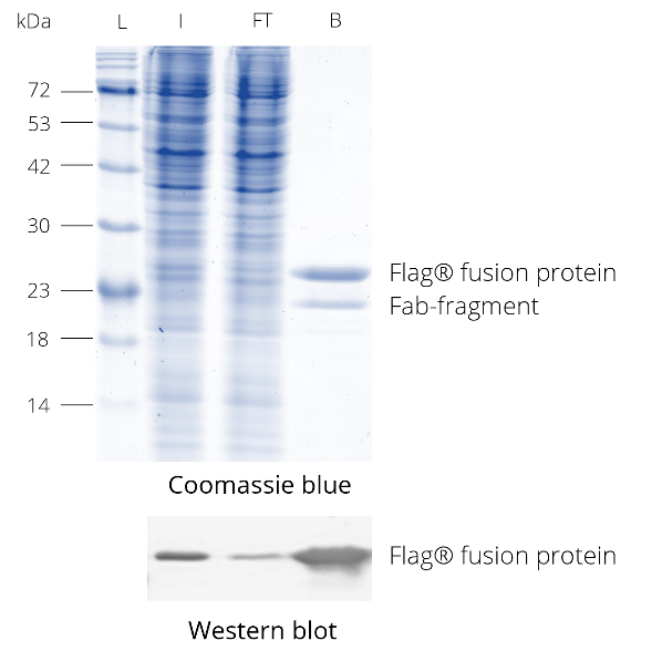 DYKDDDDK Fab-Trap® was used for immunoprecipitation of Flag®-tagged protein from HEK293T cell lysate. During elution with 2x SDS-sample buffer the enriched Flag® fusion protein and Fab-fragment are released from DYKDDDDK Fab-Trap™. Western blot was probed with DYKDDDDK tag Polyclonal antibody (Binds to FLAG® tag epitope) (Proteintech, 20543-1-AP) and Nano-Secondary® alpaca anti-human IgG/anti-rabbit IgG, recombinant VHH, Alexa Fluor® 488 [CTK0101, CTK0102] (srbAF488-1). L: Prestained protein marker (Proteintech, PL00001), I: Input, FT: Flow-Through, B: Bound.