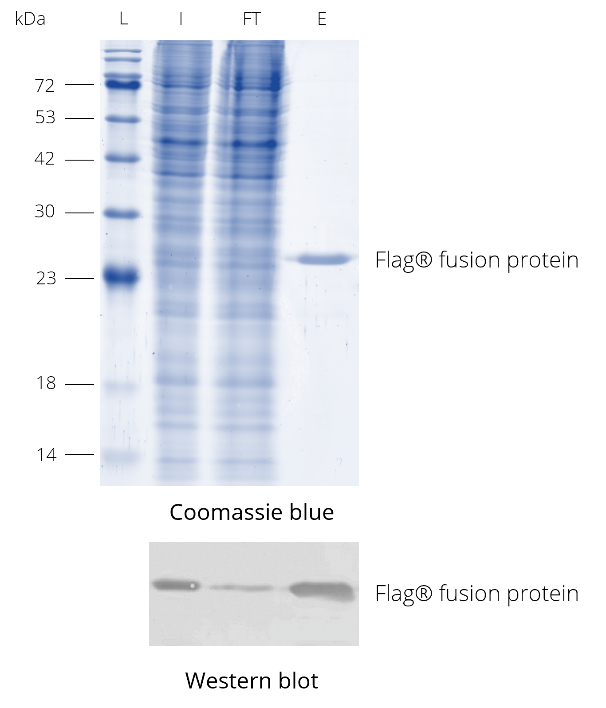 DYKDDDDK Fab-Trap® was used for immunoprecipitation of Flag®-tagged protein from HEK293T cell lysate. During elution with 3xDYKDDDDK-peptide (fp-1) the enriched Flag® fusion protein is released from DYKDDDDK Fab-Trap™. Western blot was probed with DYKDDDDK tag Polyclonal antibody (Binds to FLAG® tag epitope) (Proteintech, 20543-1-AP) and Nano-Secondary® alpaca anti-human IgG/anti-rabbit IgG, recombinant VHH, Alexa Fluor® 488 [CTK0101, CTK0102] (srbAF488-1). L: Prestained protein marker (Proteintech, PL00001), I: Input, FT: Flow-Through, E: Elution.