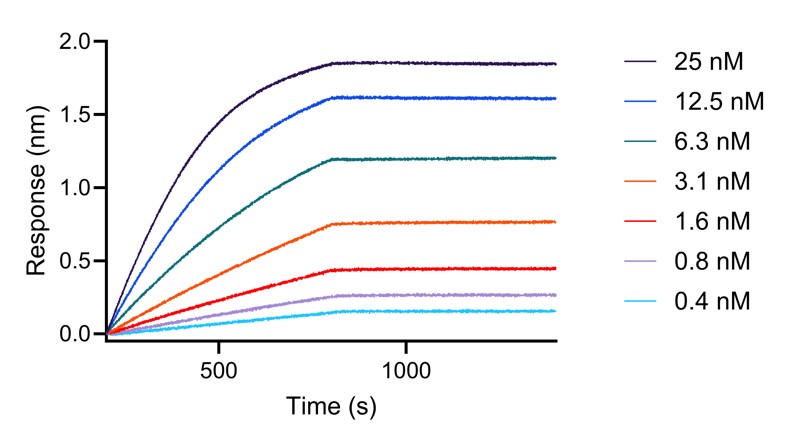 BLI analysis of the capture of varying concentrations of HumanKine FGF-9 (HZ-1329) by biotinylated anti-FGF-9 VHH (fgf9-b). Please note the higher apparent affinity owing to avidity effects (dimerization of the cytokine).