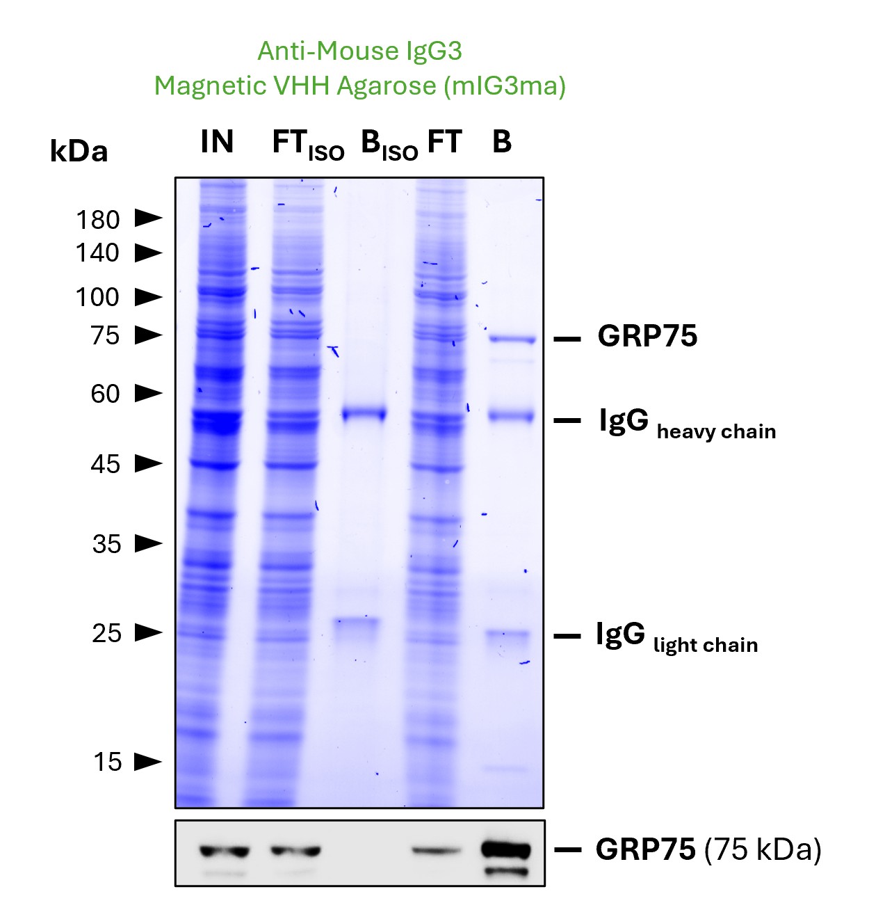 IP of GRP75 by anti-mouse IgG3 magnetic VHH agarose (mIG3ma) using an anti-GRP75 monoclonal IgG3. As control, a IgG3 isotype control antibody (PTG: 66360-4-Ig) was used (BISO). 5 µg of each IgG was spiked into HEK293T cell lysate derived from 1x10^7 cells. 0.5% of input (IN) and flow through (FT) and 15% of bound (B) fraction was loaded onto an SDS-PAGE gel. For Western blot analysis GRP75 was detected using a polyclonal rabbit IgG (PTG: 14887-1-AP) (1:5000) labeled with FlexAble HRP (KFA005).