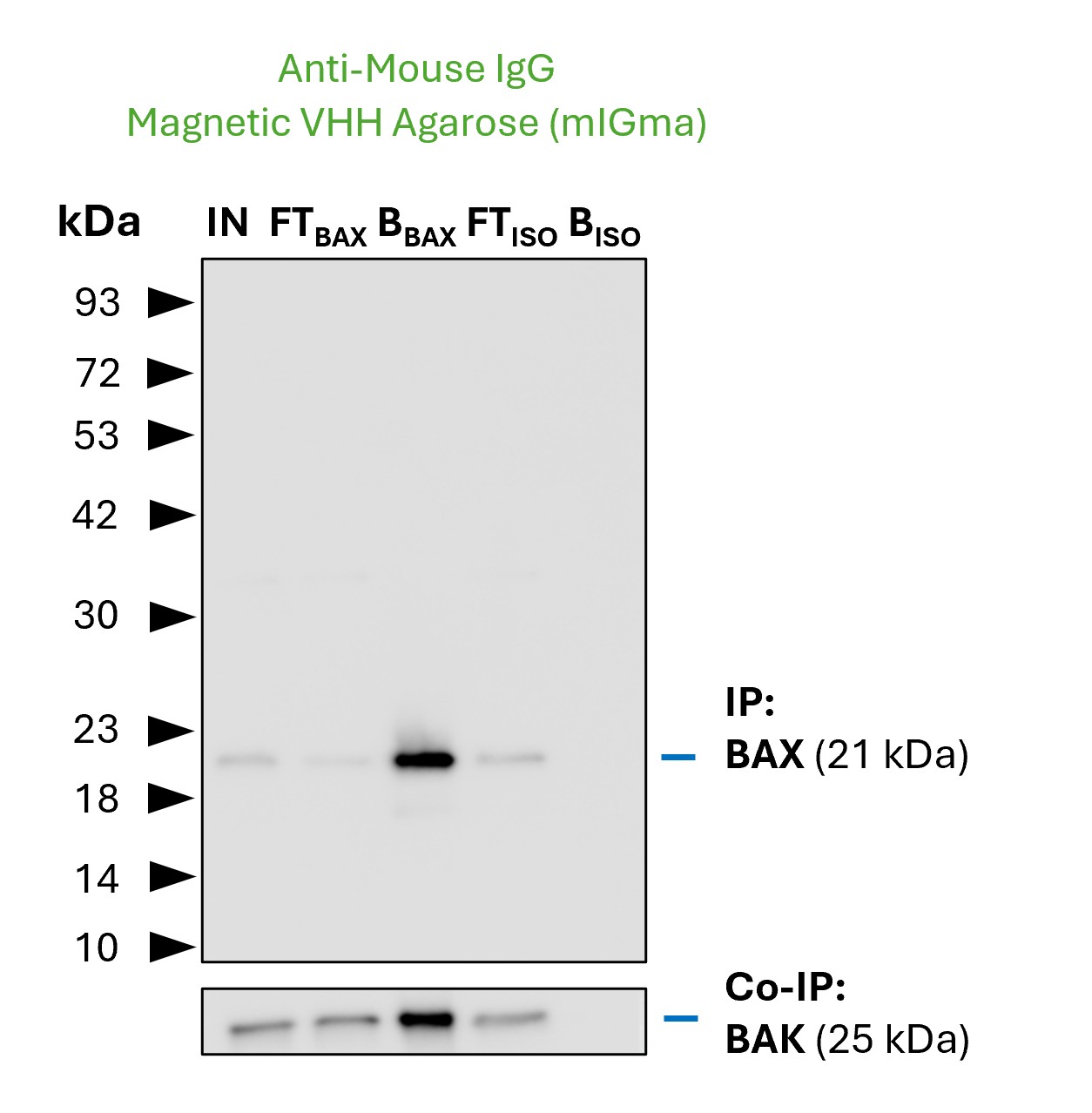 Co-IP of the BAX-BAK complex by anti-mouse IgG magnetic VHH agarose (mIGma) using the anti-BAX monoclonal mouse IgG2b antibody 4G5E8 (PTG: 60267-1-Ig). As control a IgG2b isotype control antibody was used (BISO). 5 µg of each IgG was spiked into HEK293T cell lysate derived from 0.5x10^7 cells. 1% of input (IN) and flow through (FT) and 20% of bound (B) fraction was loaded onto an SDS-PAGE gel. For Western Blot analysis BAX was detected using the same mouse anti-BAX IgG (PTG: 60267-1-Ig) (1:5000) labeled with the FlexAble HRP antibody labeling kit for mouse IgG2b (KFA065). The presence of BAK co-precipitated with BAX was confirmed using a polyclonal rabbit IgG (PTG 29552-1-AP) (1:5000) labeled with FlexAble HRP for rabbit IgG (KFA005). 