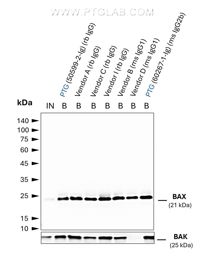 Co-IP of BAX and BAK using anti-BAX IgGs from different vendors using anti-ms / anti-rb IgG VHH Agarose (mrIGa). Tested IgGs include such of rabbit and mouse origin with IgG1 and IgG2b subtypes. 5 µg of respective IgG was spiked into HEK293T cell lysate derived from 0.5x10^7 cells. 1% of Input (IN) and 25% of bound (B) fraction was loaded onto an SDS-PAGE gel. For Western Blot analysis BAX was detected using a polyclonal rb IgG (PTG: 50599-2-Ig) (1:2000) labeled using the FlexAble HRP Antibody Labeling Kit for rabbit IgG. This allows a clean detection of BAX, without interfering signals of IgG heavy and light chains derived from the spiked rabbit antibodies. The presence of BAK co-precipitated with BAX was tested using a polyclonal  rb IgG (PTG 29552-1-AP) 1:2000, labeled with FlexAble HRP. While all IgGs allowed for efficient IP of BAX, BAK was absent in the case of the primary antibody from vendor D, possibly due to the BAX:BAK interaction interface being masked by this particular IgG.