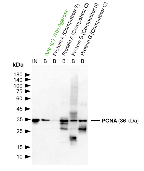 IP of PCNA using 5 µg of anti-PCNA antibody (IgG1, 60097-1-Ig) by anti-rabbit IgG/ anti-mouse IgG VHH agarose (mrIGa). For Western blot analysis the PCNA polyclonal antibody (10205-2-AP, 1:2000) was labeled using a conformation-specific HRP-conjugated secondary to avoid staining of heavy and light chain of the IP-antibody. In contrast to many competitor protein A and G beads, clean pulldown of PCNA by Proteintech anti-rabbit IgG/ anti-mouse IgG VHH agarose facilitates unambiguous identification of the target protein. Other beads show leaching of protein A or protein G fragments into the final IP fractions, which can lead to binding of the detection antibody and unspecific signals, as reported previously (Grant et al., 2019, Biiol Proced Online, doi: 10.1186/s12575-019-0095-z). For input (IN) and bound (B) fractions 1% and 30% were loaded, respectively.