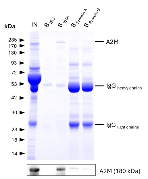IP of Alpha-2-Macroglobulin (A2M) from human serum using anti-rabbit IgG / anti-mouse IgG VHH agarose (mrIGa) and comparison to protein A and G beads. IP was performed using 5 μg of rabbit anti-A2M IgG (13545-1-AP) in 1:10 diluted human serum. 0.5% and 6.25% of input (IN) and bound (B) fractions were analyzed by SDS-PAGE, respectively. 5 μg of rabbit isotype control antibody (BISO,  98136-1-RR) was used as negative control. The Coomassie-stained gel shows precipitation of A2M by anti-rabbit IgG / anti-mouse IgG VHH agarose and reveals its absence for protein A and G beads. This is likely due to human IgGs competing with the spiked IP-antibody for the latter beads. Results were verified using Western blot analysis, which detected A2M at approximately 180 kDa using an anti-A2M primary IgG (13545-1-AP, 1:5000).