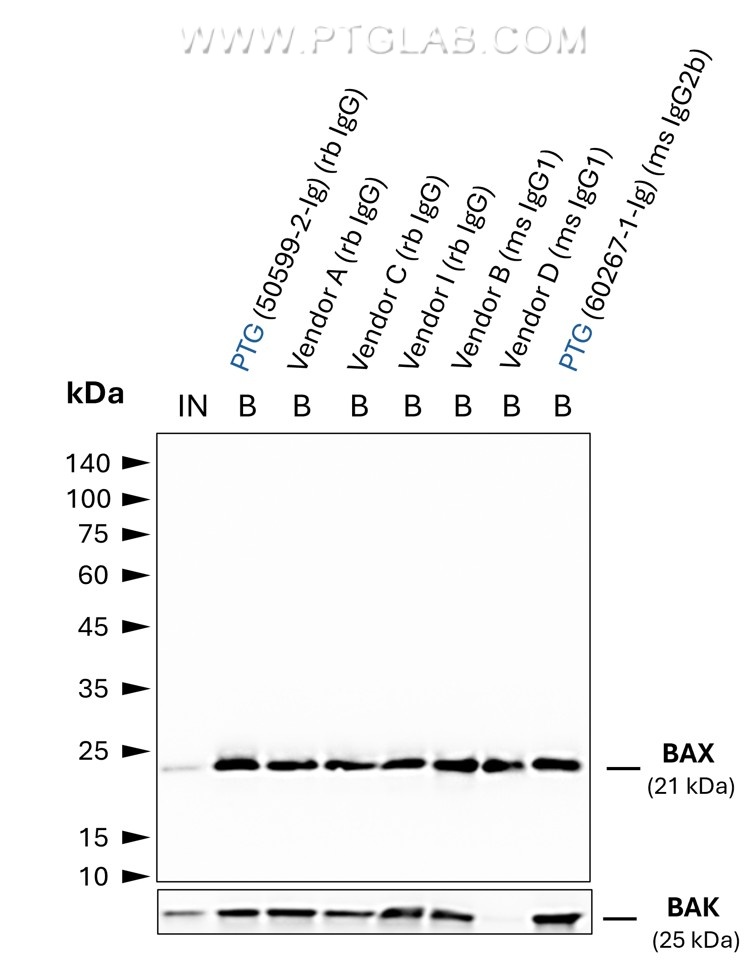 Co-IP of BAX and BAK using anti-BAX IgGs from different vendors using anti-ms / anti-rb IgG Magnetic VHH Agarose (mrIGma). Tested IgGs include such of rabbit and mouse origin with IgG1 and IgG2b subtypes. 5 µg of respective IgG was spiked into HEK293T cell lysate derived from 0.5x10^7 cells. 1% of Input (IN) and 25% of bound (B) fraction was loaded onto an SDS-PAGE gel. For Western Blot analysis BAX was detected using a polyclonal rb IgG (PTG: 50599-2-Ig) (1:2000) labeled using the FlexAble HRP Antibody Labeling Kit for rabbit IgG. This allows a clean detection of BAX, without interfering signals of IgG heavy and light chains derived from the spiked rabbit antibodies. The presence of BAK co-precipitated with BAX was tested using a polyclonal  rb IgG (PTG 29552-1-AP) 1:2000, labeled with FlexAble HRP. While all IgGs allowed for efficient IP of BAX, BAK was absent in the case of the primary antibody from vendor D, possibly due to the BAX:BAK interaction interface being masked by this particular IgG.
