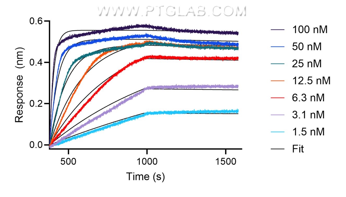 The affinity of anti-human MSLN recombinant VHH towards human MSLN was determined using biolayer interferometry (BLI). Biotinylated, recombinant human MSLN was immobilized on Streptavidin biosensors and assayed with 1.5 to 100 nM of FITC Plus conjugated-MSLN VHH (FITC-msln). Fit indicates a 1:1 binding model fitted to the data.