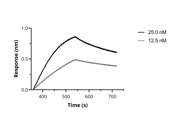 BLI binding kinetics of SARS-CoV-2 Spike Recombinant VHH [NM1224] to RBD. Biotinylated RBD was immobilized on FortéBio Streptavidin (SA) Biosensors and assayed with different concentrations of SARS-CoV-2 Spike Recombinant VHH [NM1224] (ChromoTek sc-NM1224).