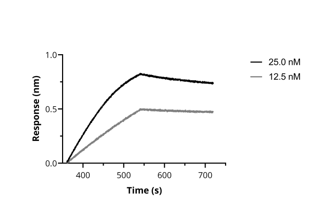 BLI binding kinetics of SARS-CoV-2 Spike Recombinant VHH [NM1228] to RBD. Biotinylated RBD was immobilized on FortéBio Streptavidin (SA) Biosensors and assayed with different concentrations of SARS-CoV-2 Spike Recombinant VHH [NM1228] (ChromoTek sc-NM1228).