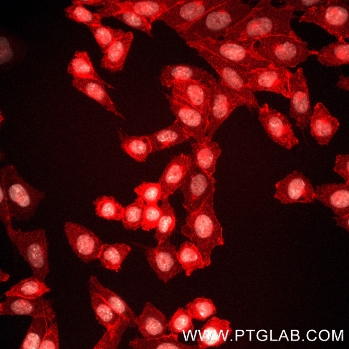 Immunofluorescence analysis of transgenic CHO-PD1 cells. PFA-fixed cells were stained with anti-human PD1 (Pembrolizumab biosimilar), Nano-Secondary® alpaca anti-human IgG, recombinant VHH, CoraLite® Plus 555 [CTK0117] (shuGCL555-2, red), and DAPI (grey).