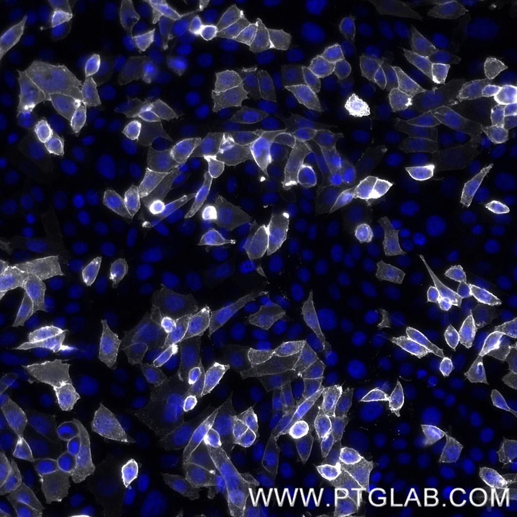 Immunofluorescence analysis of transgenic CHO-TIM3 cells. PFA-fixed cells were stained with anti-human TIM3 (Cobolimab biosimilar), Nano-Secondary® alpaca anti-human IgG, recombinant VHH, CoraLite® Plus 647 [CTK0117] (gray) and DAPI (blue).