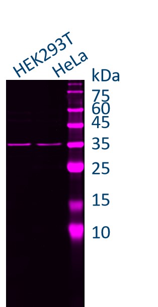HEK-293 and Hela cell lysates were subjected to SDS-PAGE followed by fluorescent western blot analysis with rabbit anti-GAPDH antiboy (10494-1-AP) and Nano-Secondary® alpaca anti-rabbit IgG, recombinant VHH, CoraLite® Plus 647 (srb2GCL647-1), 1:500.