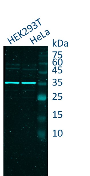HEK-293 and Hela cell lysates were subjected to SDS-PAGE followed by fluorescent western blot analysis with rabbit anti-GAPDH antiboy (10494-1-AP) and Nano-Secondary® alpaca anti-rabbit IgG, recombinant VHH, CoraLite® Plus 750 (srb2GCL750-1).