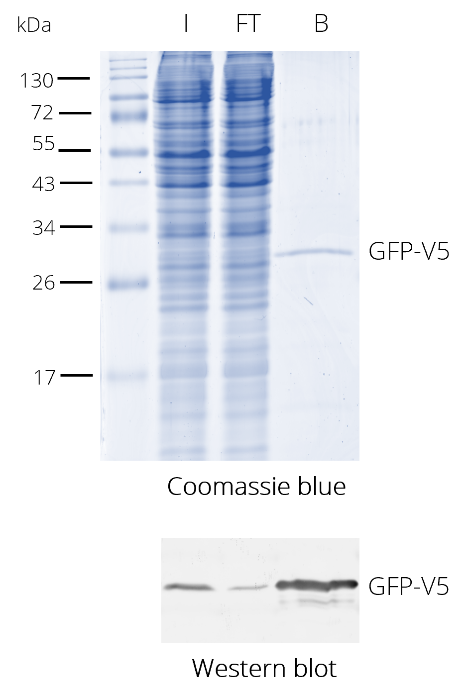 V5-Trap® Magnetic Particles M-270 for immunoprecipitation of V5 fusion proteins. HEK293T cell lysate with V5-tagged protein. Coomassie and Western blot. V5-tag antibody [SV5-P-K], monoclonal mouse IgG1 kappa and anti-mouse secondary antibody. I: Input, FT: Flow-Through, B: Bound