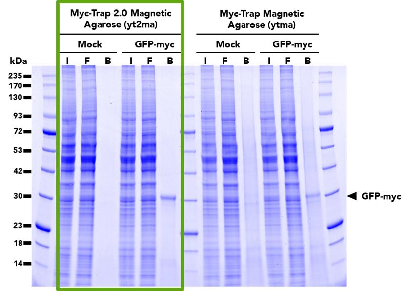 Comparison of pulldown efficacy between the Myc-Trap® 2.0 Magnetic Agarose (left) and the original Myc-Trap Magnetic Agarose (right). Both products were used to immunoprecipitate GFP-myc fusion proteins from untransfected (mock) and transfected (GFP-myc) HEK293T cells. The Myc-Trap 2.0 has a higher binding capacity and is able to pull down more GFP-Myc protein than the Myc-Trap. Pulldowns with the Myc-Trap 2.0 Magnetic Agarose also show significantly reduced background.