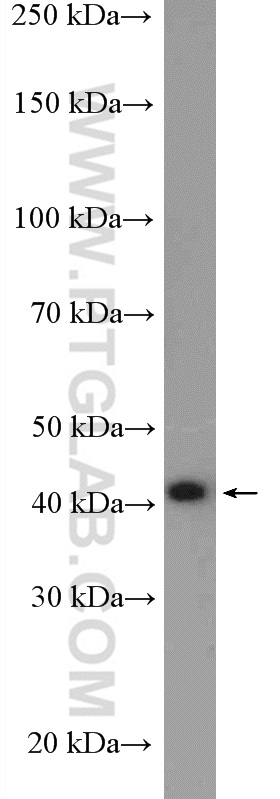 WB analysis of HeLa using 27497-1-AP