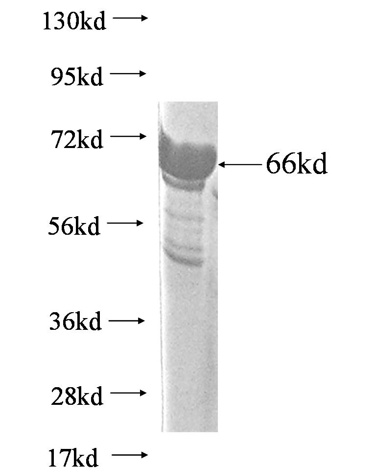 Rhp23 fusion protein Ag0714 SDS-PAGE Rhp23 fusion protein Ag0714 SDS-PAGE